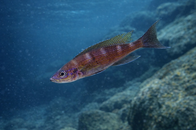 Paracyprichromis brieni 'Katete'